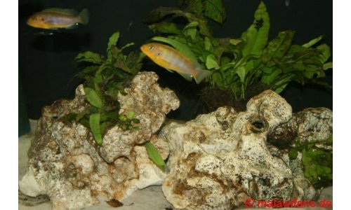 Malawi Mbuna Artbecken 240l